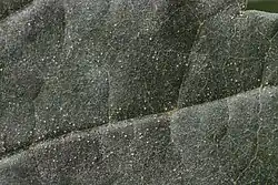 White translucent bumps cover what appears to be a leaf