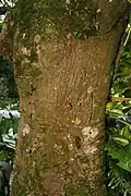 Trunk