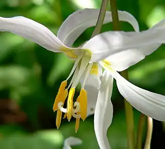 Erythronium revolutum flower with three stigmata and pseudo-basifixed anthers around the filament tip