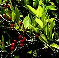 Coca shrub (Erythroxylum coca) with leaves and fruits.
