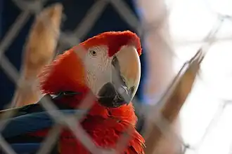 Scarlet Macaw