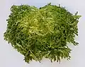 A plant of the vegetable type sometimes distinguished as "frisée"