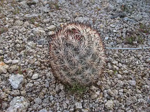P. alversonii in Joshua Tree National Park, California