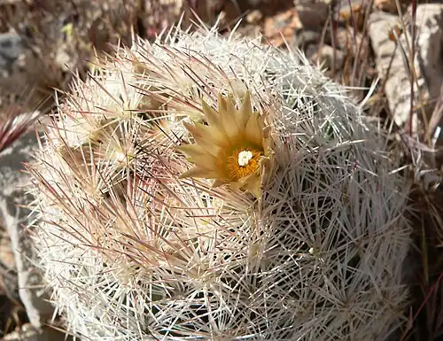 Pelecyphora chlorantha in Red Rock Canyon near Las Vegas, Nevada