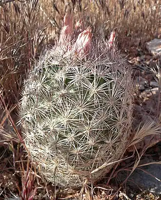 Plant in bud in Calico Basin west of Las Vegas, Nevada