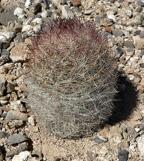Plant growing in Kyle Canyon, Spring Mountains, west of Las Vegas, Nevada