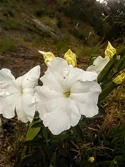 Two large white flowers