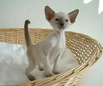 Blue point kitten