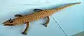 Esparto lizard