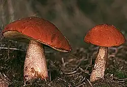 Red cap mushroom
