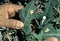 Adult and egg masses