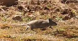 Brown rat