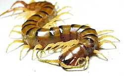 A large yellowish centipede with dark stipes on a white background