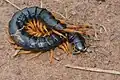 A dark blue centipede with orange legs on dirt