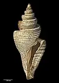Side view of holotype