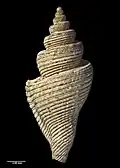 Reverse view of holotype