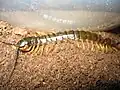 E. trignopodus, possibly the subspecies E. trignopodus pygmenasoides