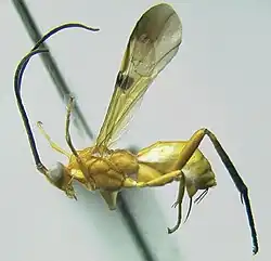 Photograph of a pinned Euagathis specimen