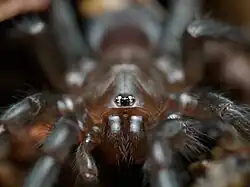 E. chisoseus