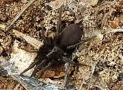 E. gertschi