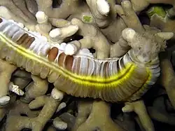 Euapta godeffroyi