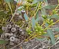 buds and fruit