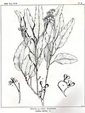 Drawing by Margaret Flockton in Joseph Maiden's Forest Flora