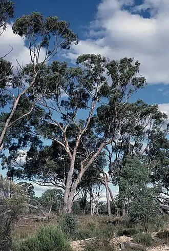 Eucalyptus terrica, 2019