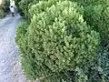 Euclea racemosa used for roadside hedging.