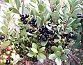 Detail of berries.