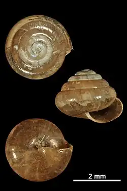 Small brown snail shell on black background seen from 3 perspectives