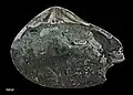 Reverse view of opposite shell