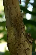 Trunk