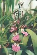 Eulophia guineensis