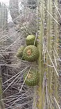 Fruit