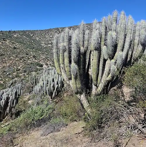 Plant in Caimanes, Los Vilos, Chile