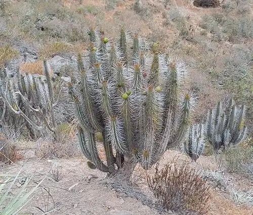 Plant fruiting in La Serena, Chile