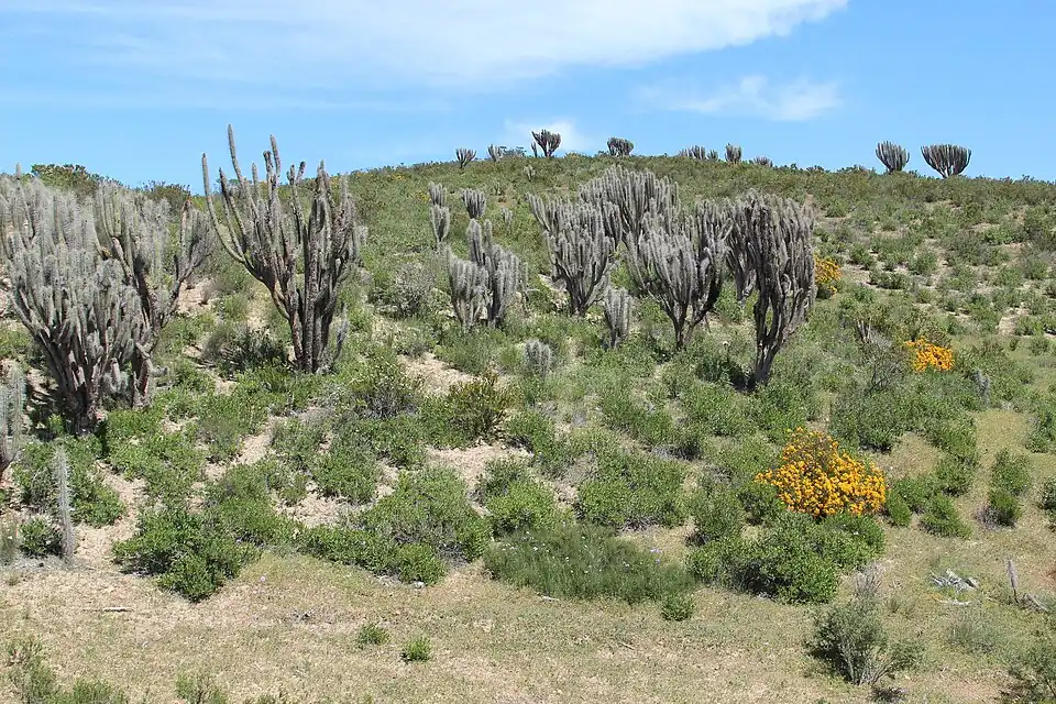 Habitat in Totoralillo, Coquimbo, Chile
