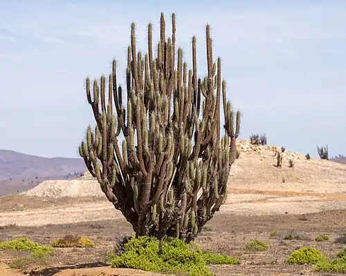 Habitat in Carrizal Alto, Huasco, Chile