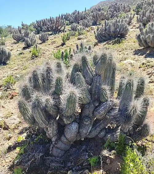 Habitat in Huasco, Chile