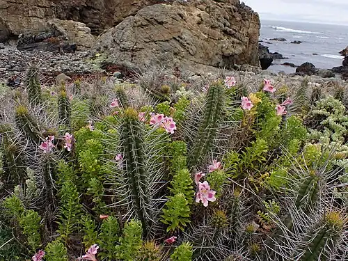 Plant growing among Alstromeria in La Ligua, Chile