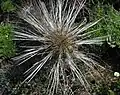 spines
