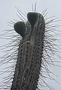 Fruit