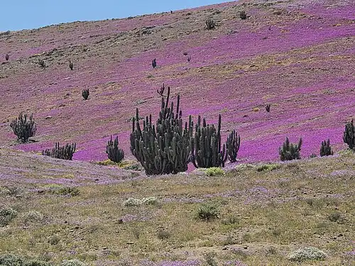 Habitat in Carrizal Alto, Huasco, Chile