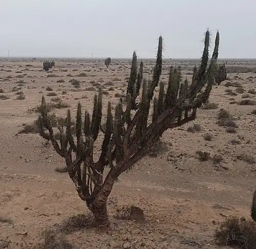 Plant in Hacienda Castilla, Copiapó, Chile