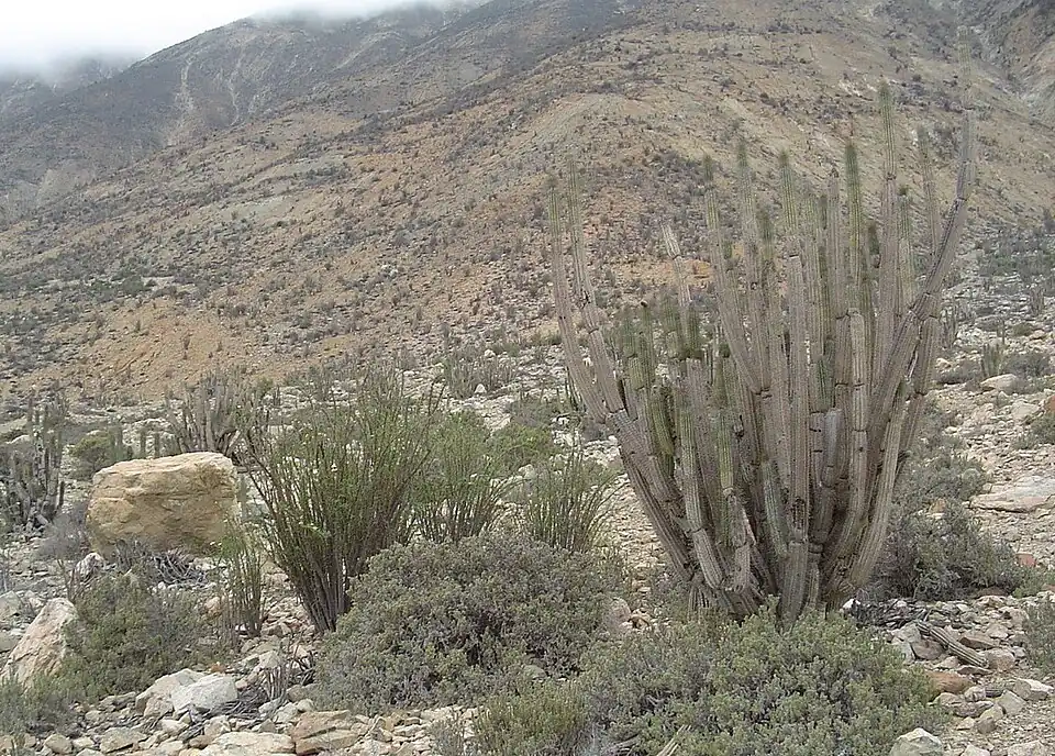 Habitat in Paposo, Taltal, Chile