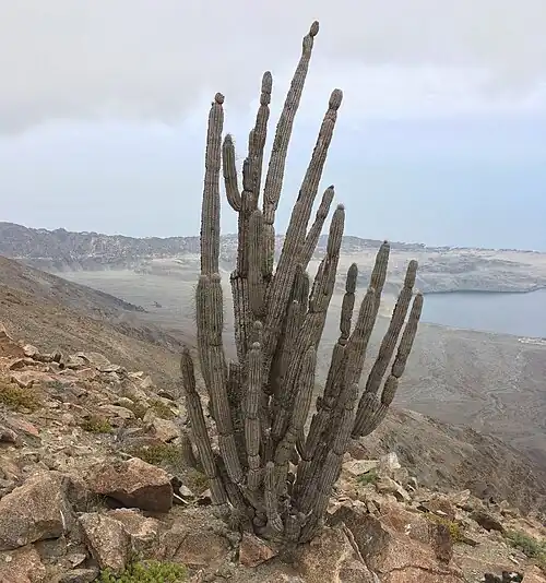 Habitat in Camino del Yeso, Antofagasta, Chile
