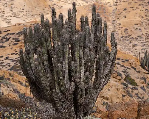 Plant in Guanillos, Región de Antofagasta