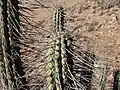 Spines and areoles closeup