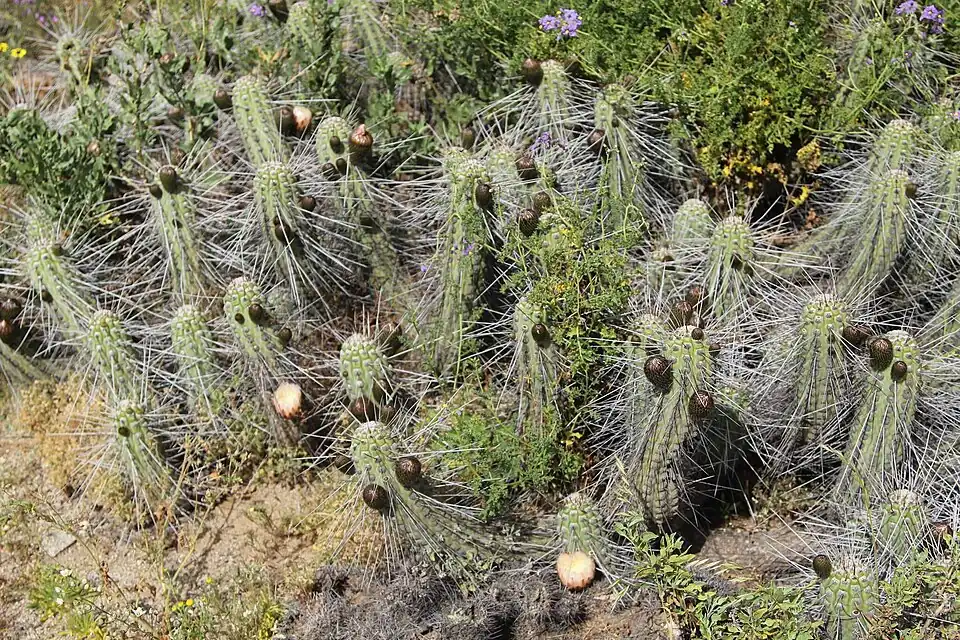 Blooming plant in Freirina, Chile